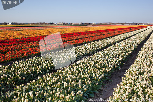 Image of Field of tulips in Netherlands