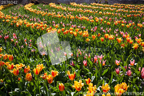 Image of Flowers in Keukenhof park, Netherlands, also known as the Garden