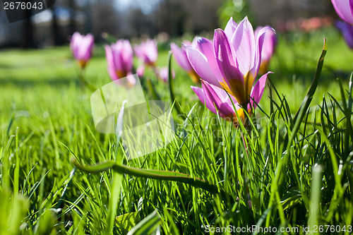 Image of Flowers in Keukenhof park, Netherlands, also known as the Garden