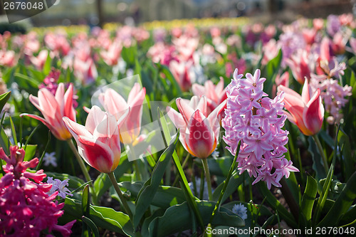 Image of Flowers in Keukenhof park, Netherlands, also known as the Garden