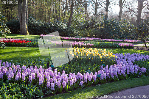 Image of Famous flowers park Keukenhof in Netherlands also known as the G