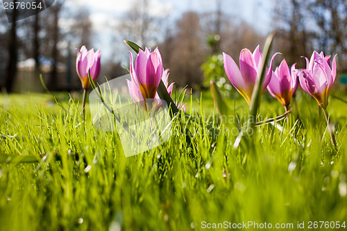 Image of Flowers in Keukenhof park, Netherlands, also known as the Garden