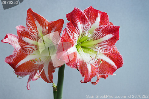 Image of Beautiful flowers amaryllis bloom in spring