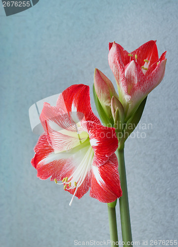 Image of Beautiful flowers amaryllis bloom in spring