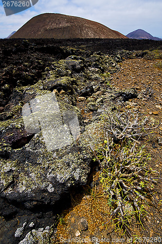 Image of flower  bush timanfaya  in los volcanes volcanic 