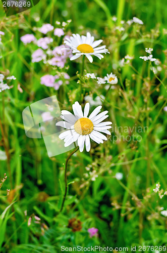 Image of Camomile on background of grass