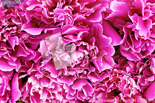 Image of Peony pink texture