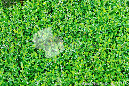 Image of Grass with small flowers