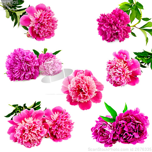 Image of Peonies bright pink set