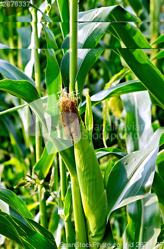 Image of Corncob on the field