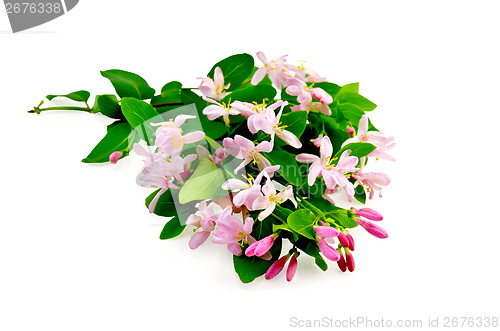 Image of Honeysuckle with pink flowers lush