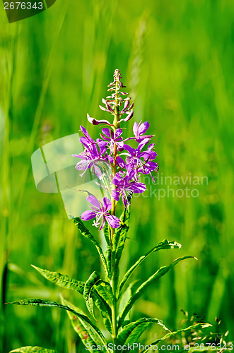 Image of Fireweed on meadow