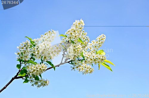 Image of Bird cherry flowers