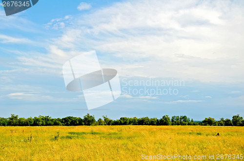 Image of Summer landscape with trees and blue sky