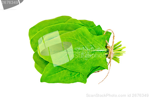 Image of Spinach fresh sheaf