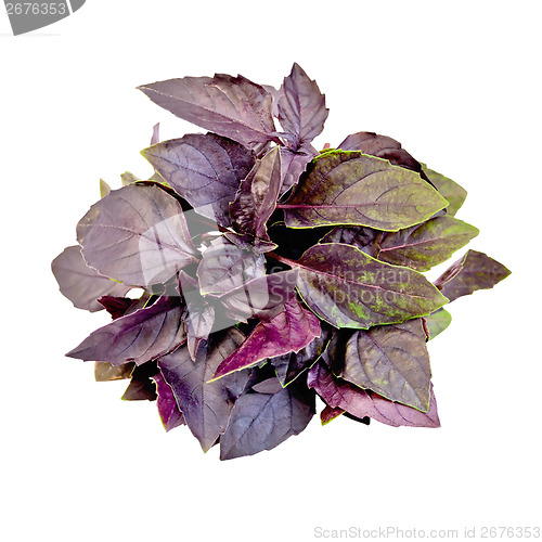 Image of Basil purple bundle