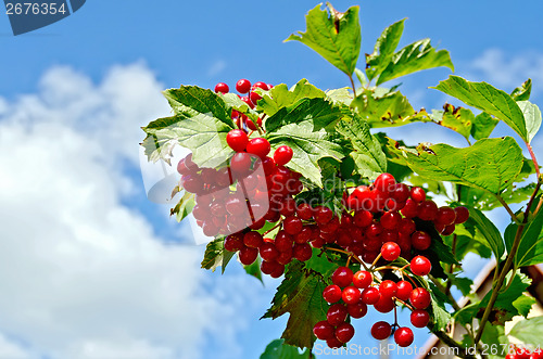 Image of Viburnum ripe red on a branch