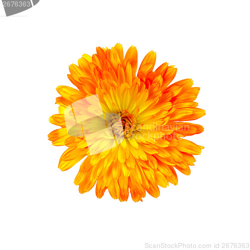 Image of Calendula orange-yellow
