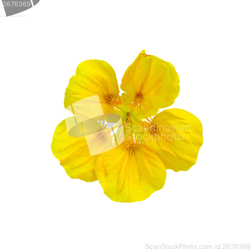 Image of Nasturtium yellow one