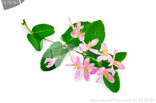 Image of Honeysuckle a twig with pink flowers