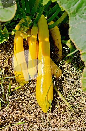 Image of Zucchini yellow in the garden bed
