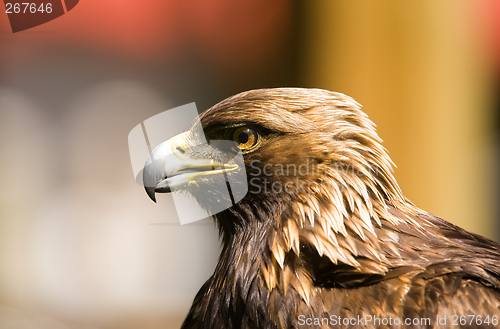 Image of Golden eagle