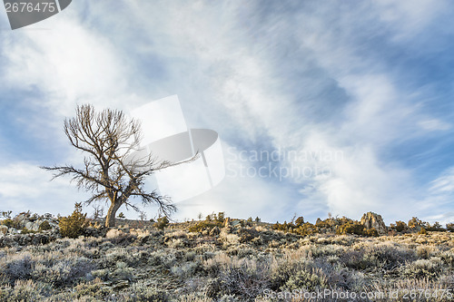 Image of tree, sagebrush and rocks