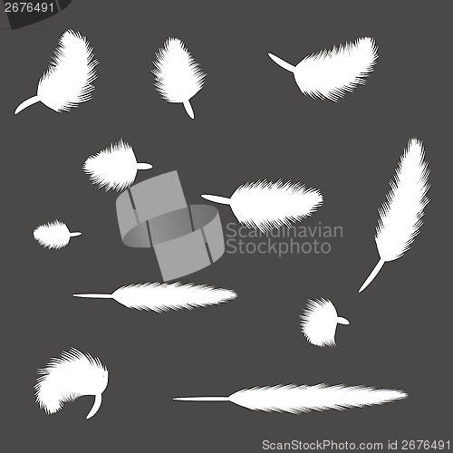 Image of set of feathers