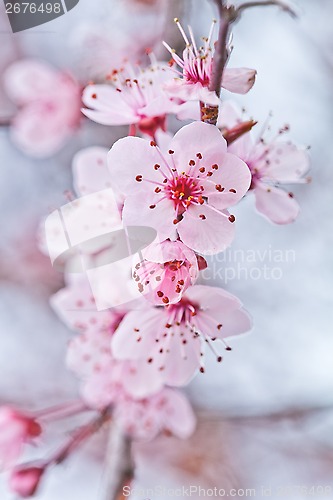 Image of spring blossoms 