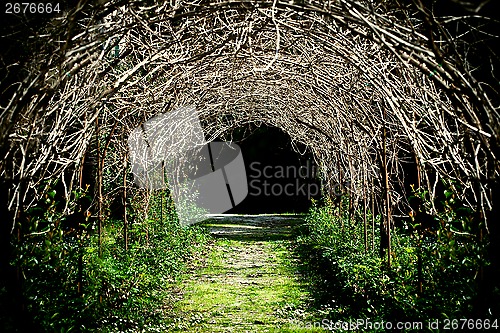 Image of 	tunnel of grape branches