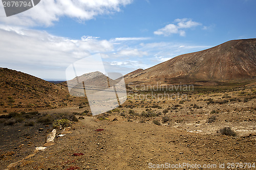 Image of flower  plant  bush   in los volcanes   hill   summer  lanzarote