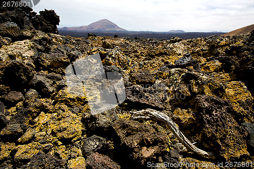 Image of wood plant  bush timanfaya  in los volcanes  