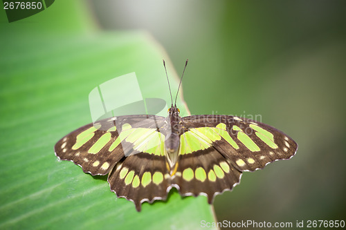 Image of Papilionidae