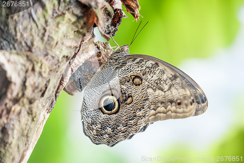 Image of morpho peleides butterfly