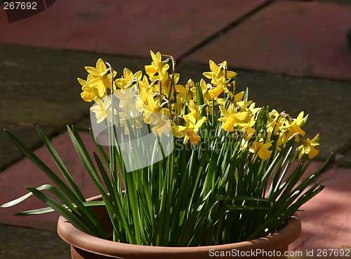 Image of mini daffodils