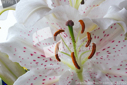 Image of easter lily