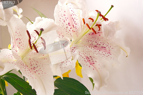 Image of easter lily