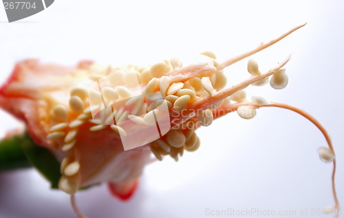 Image of chilli pepper seeds