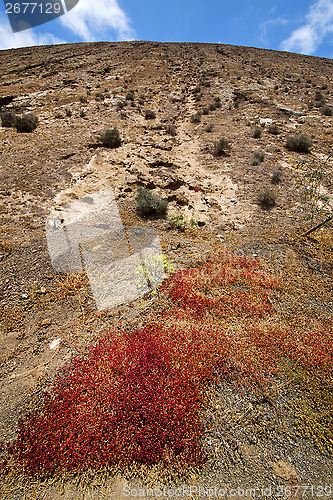 Image of flower  bush timanfaya  in los  lanzarote spain plant 