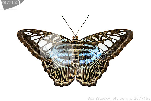 Image of blue tiger striped butterfly