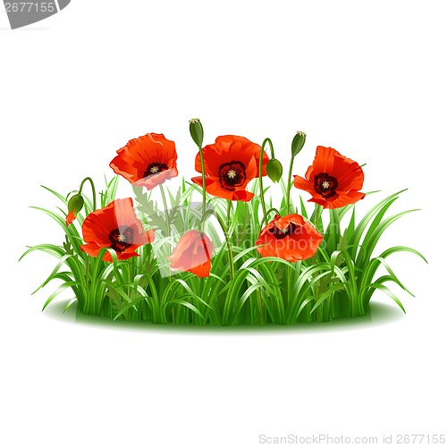 Image of Red poppies in grass., vector
