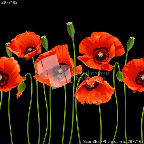 Image of Red poppies in a row.