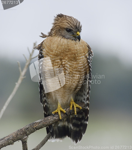 Image of Red Shouldered Hawk Perching