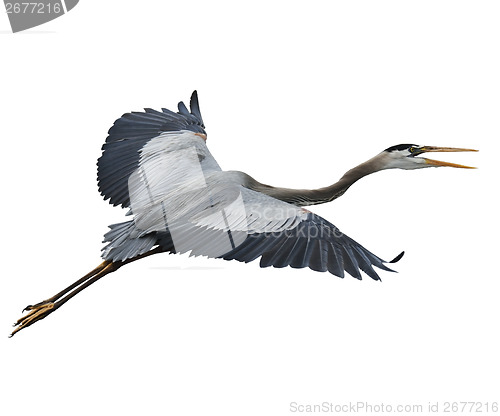 Image of Great Blue Heron In Flight 