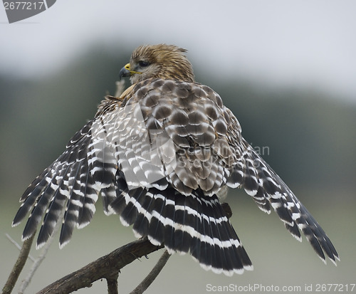 Image of Red Shouldered Hawk Perching