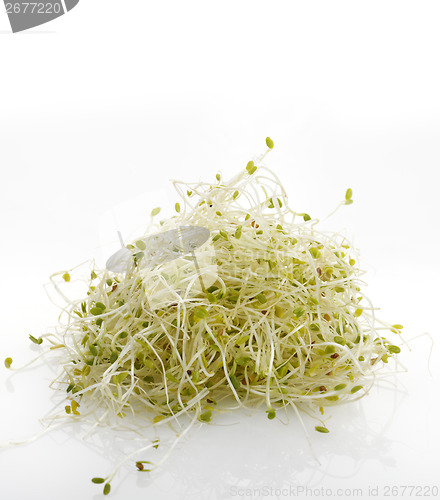 Image of Fresh Alfalfa Sprouts