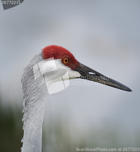 Image of Sandhill Crane Portrait