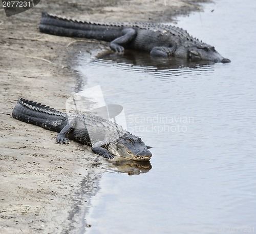 Image of American Alligators