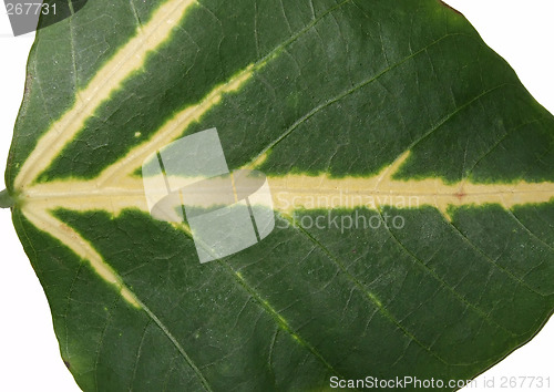 Image of white and green flower garden