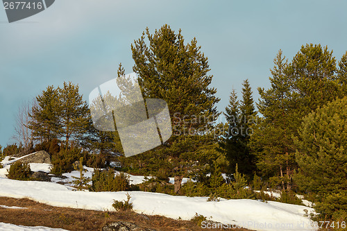 Image of The arrival of spring in the northern forest. Landscape 